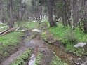 Even though it was the end of August, lots of the trails through the meadows were like this - hard to tell where the creek ends and the trail starts.