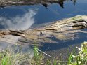 Frogs in Wilma Lake