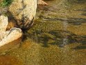 When I went to get water at the inlet creek, I spooked a couple of 11 inch brookies (Allyn, it reminded me of the two large golden trouts in the inlet of Virginia Lake on our JMT trip).