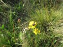 Found a bumble bee on a flower around the lake